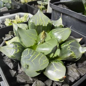 多肉植物,ハオルチア属,ハオルシア属     ,多肉中毒,ガチンコハオルチアクラブの画像