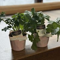 ラナンキュラス　ラックス,ラナンキュラス　ラックス,玄関,庭の画像