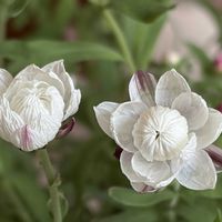 ヒヤシンス,ブルースター,花かんざし,お月様,白い水曜日♡の画像