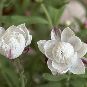 ヒヤシンス,ブルースター,花かんざし,お月様,白い水曜日♡の画像