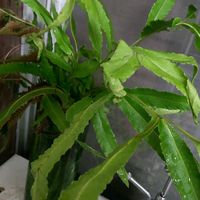 毎月４日はシダの日」,キッチン,庭の画像