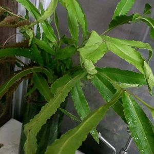 毎月４日はシダの日」,キッチン,庭の画像