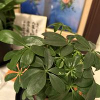 ハイビスカス,カポック,免疫力UP,お花や植物は癒し♡,Have a nice day ! ✨の画像