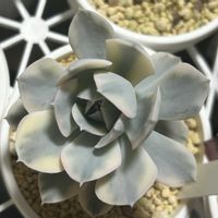 白牡丹,LS錦,ガーデニング,ウッドデッキ,寄せ植え大好きの画像