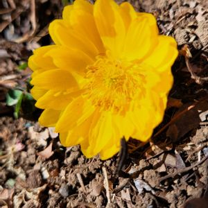 地植え,スマホ撮影,お出かけ先の画像