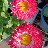 チロリアンデージー,GSに感謝。,お花は癒し,GS皆様ありがとう,はなのある暮らしの画像