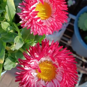 チロリアンデージー,GSに感謝。,お花は癒し,GS皆様ありがとう,はなのある暮らしの画像