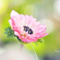 アネモネ・ポルト,かわいいな♡,植物のある暮らし,植中毒,おうち園芸の画像