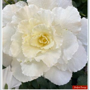 ユキヤナギ,葉牡丹,玄関先,平和を願う,純白マニアの画像