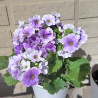 プリムラジュリアン,プリムラジュリアン プリンアラモード,プリムラオブコニカ,プリムラアコーリス群青の空,ミニバラ　ハゲボウズの画像