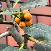 フィカス ベンガレンシス,ベンガル菩提樹,観葉植物,クワ科,今日のお花の画像