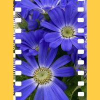 サイネリア,プリムラ　ジュリアン,花のある暮らし,お花大好き♡,青い花マニアの画像