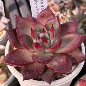 多肉植物,ゆきんこさん苗,おうち園芸,ロメオルビン×中里リンゼアナ,小さな庭の画像