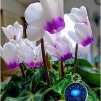ベランダガーデン,花のある暮らし,フローラ黒田園芸,旅の思い出♡,シクラメンブルージュエリーシリーズの画像