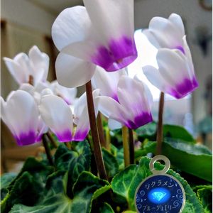ベランダガーデン,花のある暮らし,フローラ黒田園芸,旅の思い出♡,シクラメンブルージュエリーシリーズの画像