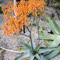 アロエ,植物園,温室,花のある暮らしの画像