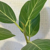 フィカス,フィカス ベンガレンシス,観葉植物,癒し,今日のお花の画像