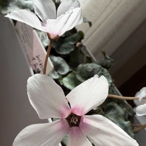 シクラメン,鉢植え,白い花,花のある暮らし,素敵の画像