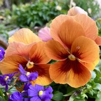 オレンジ色の花,#ガーデニング,エクステリアの画像