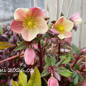 クリスマスローズ,クリスマスローズ ニゲル,駐車場,放置栽培,クリロー♪の画像