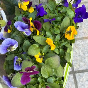 ビオラ,玄関の画像