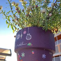 ウメ,花かんざし,大弁慶草,梅(うめ),デカバヤの画像