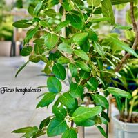 フィカス ベンガレンシス,観葉植物,グリーン！グリーン！グリーン！,素敵,MIN倶楽部の画像