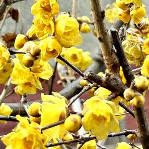 散歩道,多肉初心者,庭の花,ご近所さん,薔薇　初心者の画像