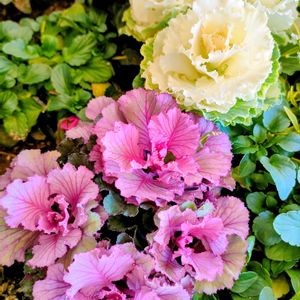 ハボタン,ミニ葉牡丹,寄せ植えの画像