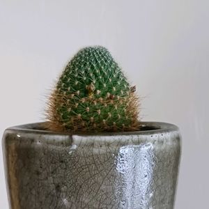 サボテン,レブチア属 黄花宝山,多肉植物,レブチア属,立春の画像