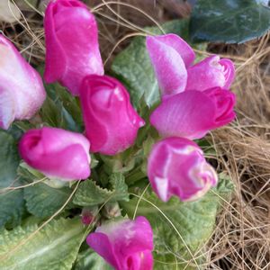 寄植え,ハンギング,小さな庭,玄関アプローチ,庭の画像