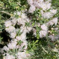 グレビレア,グレビレア,メラレウカ コットンキャンディ,ハコベホオズキ,ハコベホオズキの画像