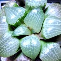 ハオルチア,ハオルチア オブツーサ,多肉植物,ハオルチア属,多肉大好きの画像