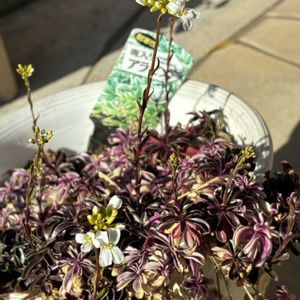 斑入りアラビス,斑入り好き♡,私のお庭,白い水曜日♡,千葉県北西部の画像