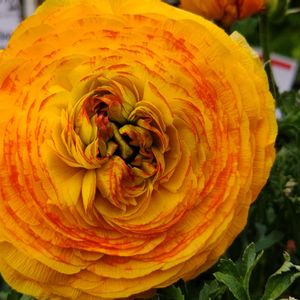 観葉植物,はなはな,花のある暮らし,花の写真,花のある生活の画像