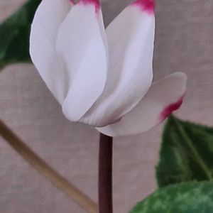 シクラメン,シクラメン,白い水曜日♡,可愛い物シリーズ♪,下を向いて咲くお花シリーズ♪の画像