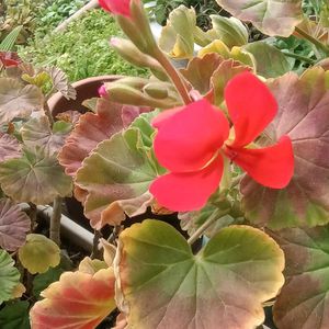 ゼラニウム,ゼラニウム,カランコエ テッサ,カランコエ テッサ,カランコエ テッサの画像