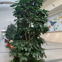 フィカス ベンガレンシス,チャイナブルー,ホテルの部屋からの眺め,iPhone撮影,ラウンジの画像