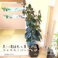 ゴムの木,ゴムの木,フィカス バーガンディ,フィカス バーガンディ,インドゴムの木の画像