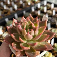 相府蓮xトバレンシス,多肉植物,成長記録,タニラー,多肉男子の画像