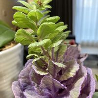 ミニ葉牡丹,ミニハボタン,根っこ出た,花のある暮らし,キッチンカウンターの画像