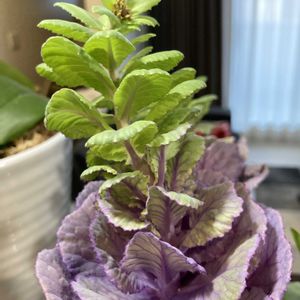 ミニ葉牡丹,ミニハボタン,根っこ出た,花のある暮らし,キッチンカウンターの画像