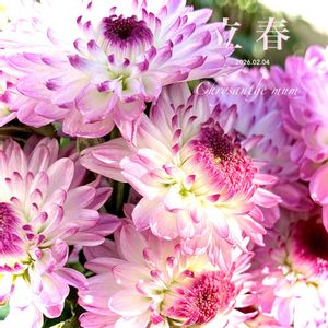 ポットマム,スプレーマム,洋菊,庭の花,花のある暮らしの画像