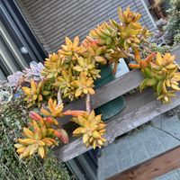 オウレイ,多肉植物,ガーデニングの画像