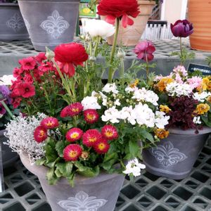 らなんきゅらす,寄植え,お出かけ先ににての画像