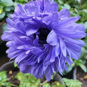 アネモネポルト ダブル,アネモネポルト ダブルブルー,青い花マニア,チーム・ブルー,チーム・ブルーNo.009の画像