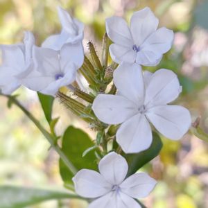 ルリマツリ,ルリマツリの白,ガーデニング,花木,花のある暮らしの画像