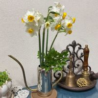 イタリアンパセリ,ニホンスイセン,ミニ観葉,GS映え,GS日和の画像