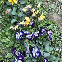 虹色スミレ,植物のある暮らし,お花のある暮らしの画像