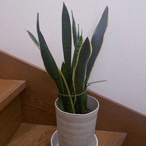 サンスベリア,観葉植物,iPhone撮影,階段/廊下の画像